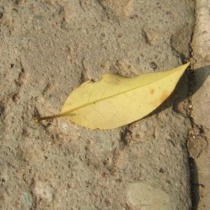 亚洲美女裸体MⅤ毛片
